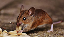 24 Hour & Emergency Exterminators in Mayburn Corners, OH